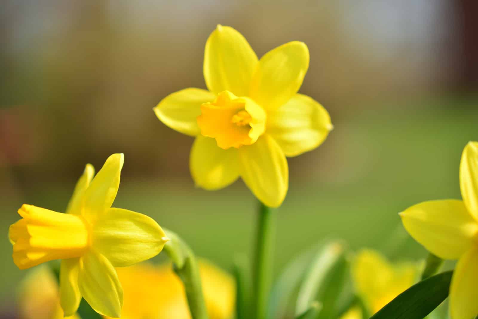 daffodils