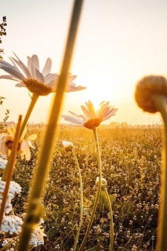 990 500 c91659 sunshine
