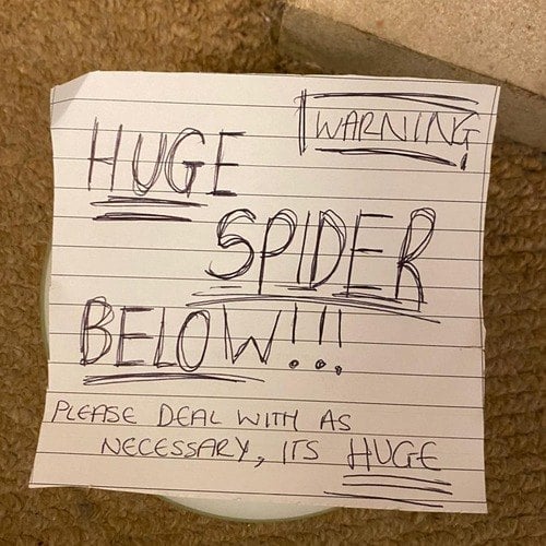 huge spider