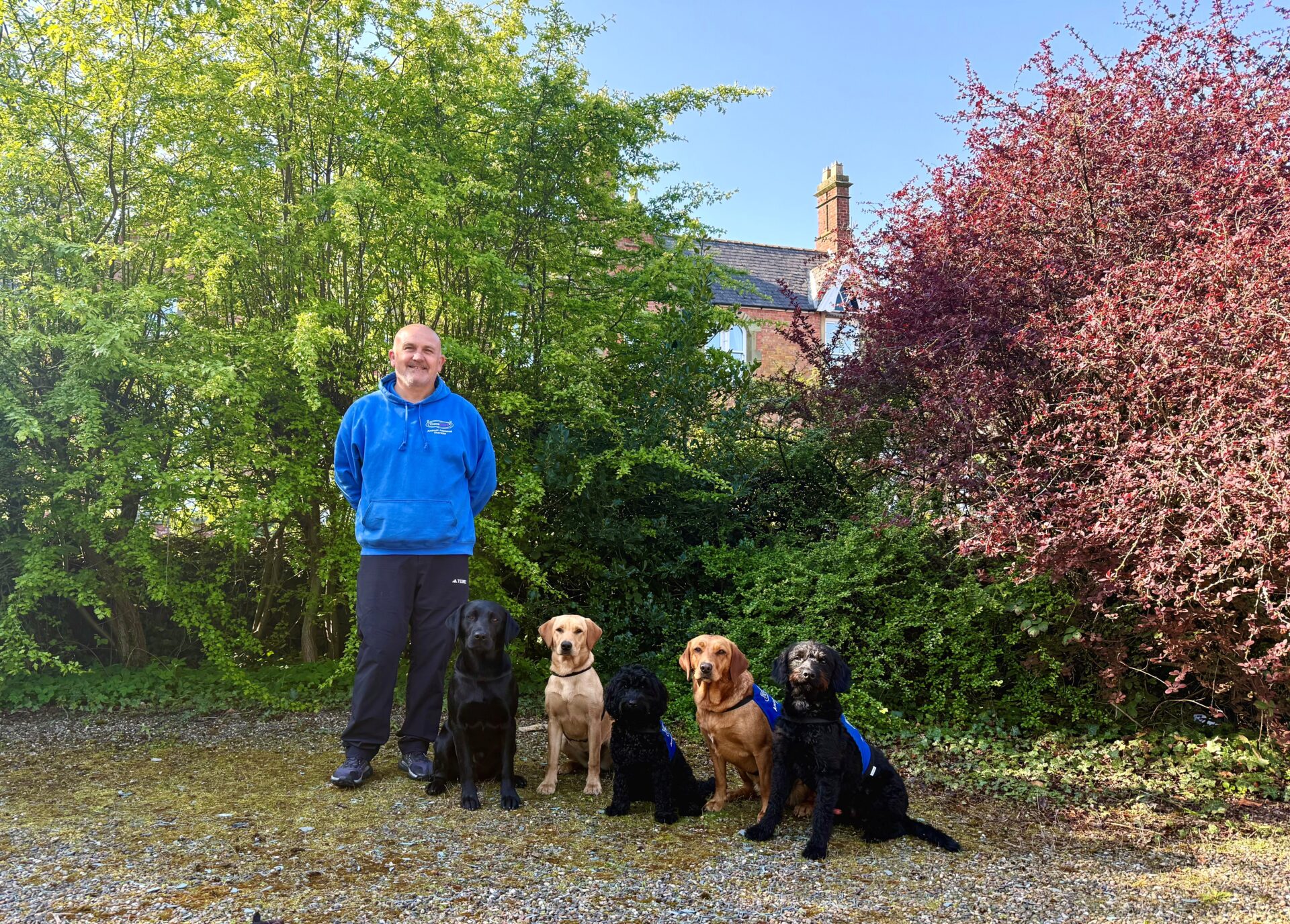 Canine companions