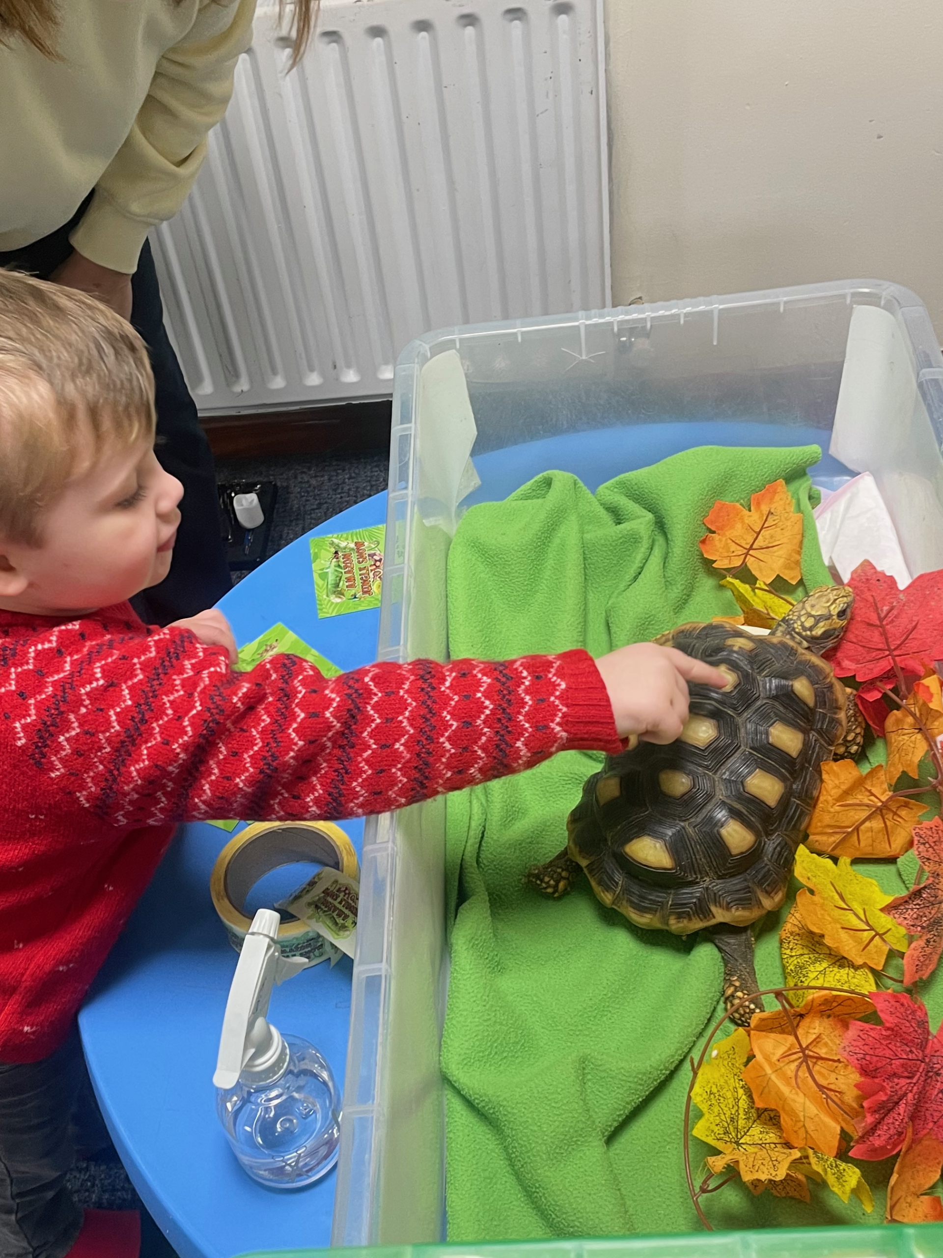 A young child gently touching a tortoise