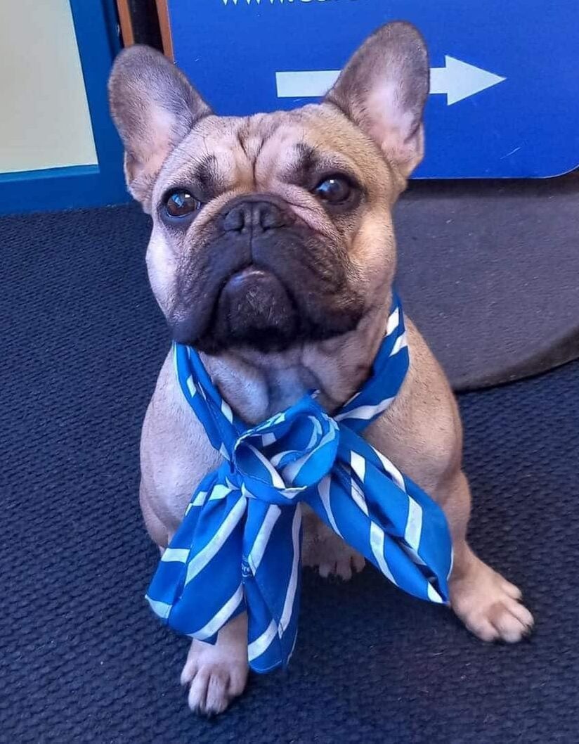 Office Dog - Lucy