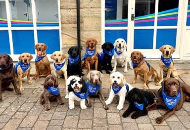 Demand for our dog therapy service
